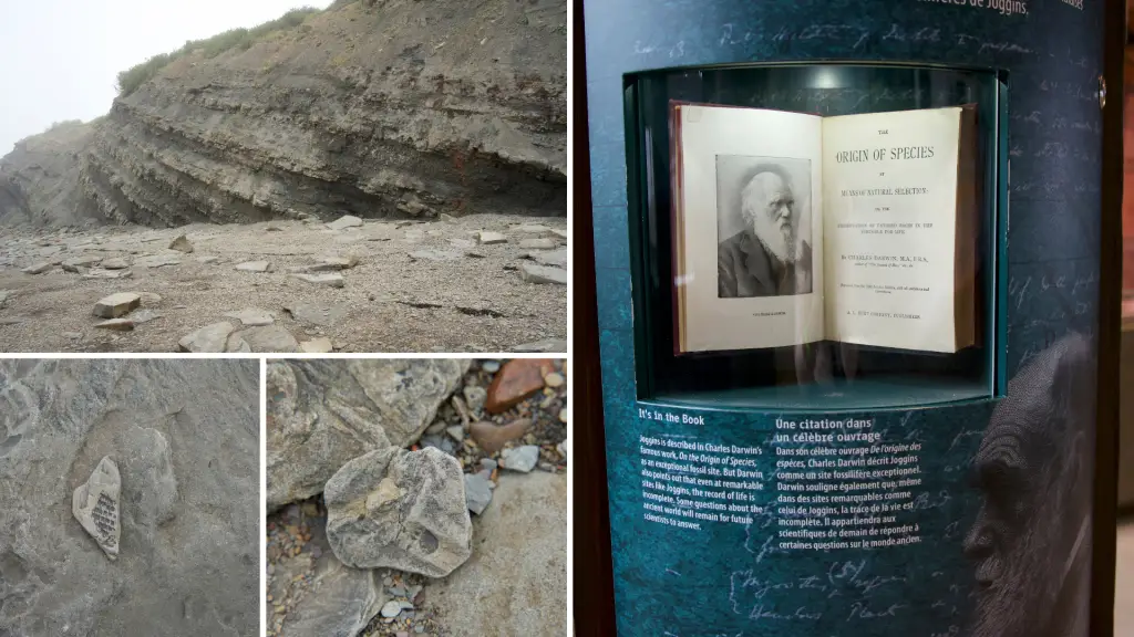 Joggins Fossil Cliffs Nova Scotia Canada